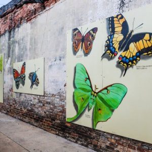 BugOut2019_Daniel-29