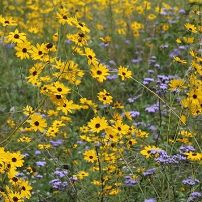 Birdsong Nature Center